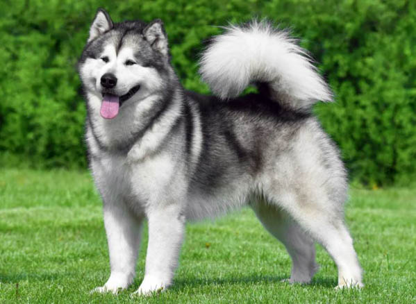 Alaska Malamute