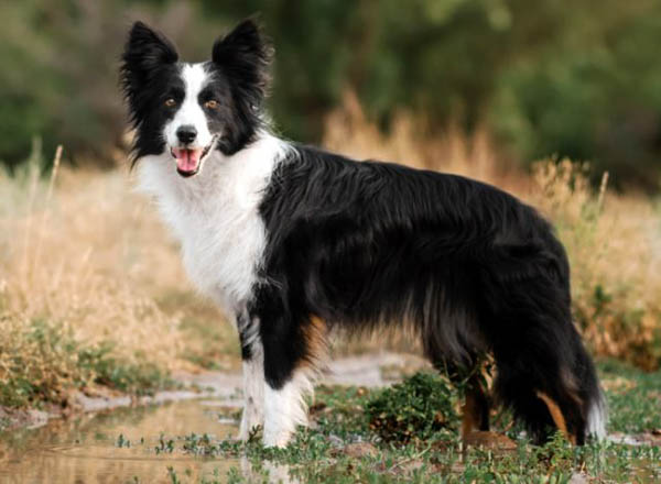 Border Collie