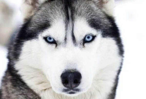 Gene ALX4 và ảnh hưởng đến màu mắt của Husky