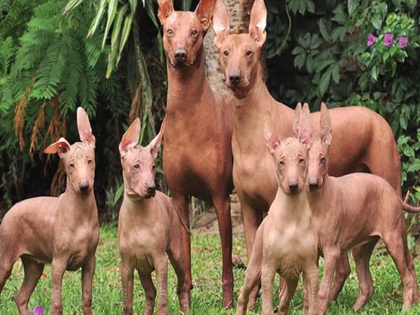 Giá cả và cách chọn mua chó Peru