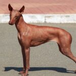 Chó Peru – Vẻ đẹp huyền bí và lịch sử lâu đời của giống chó độc đáo