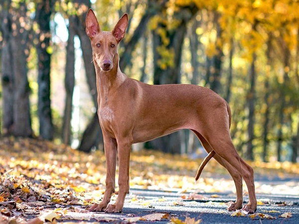 Giới thiệu tổng quan về chó săn Pharaoh