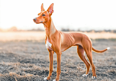 Chó săn Pharaoh - Vẻ đẹp cổ điển và bản năng săn mồi vượt trội