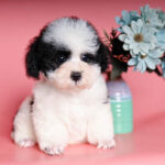 Giới thiệu về chó Poodle bò sữa