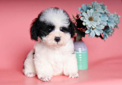 Giới thiệu về chó Poodle bò sữa