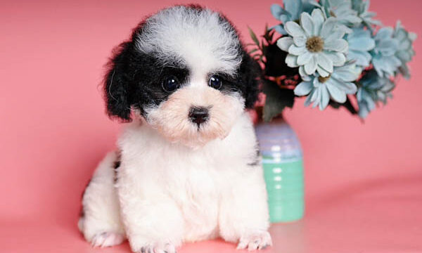 Giới thiệu về chó Poodle bò sữa