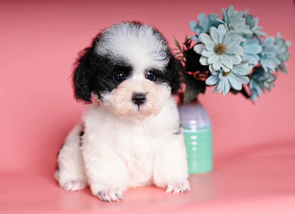 Giới thiệu về chó Poodle bò sữa