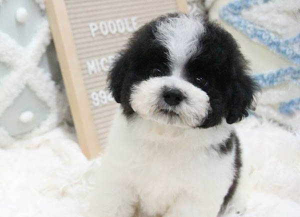 Tính cách và phẩm chất của chó Poodle bò sữa
