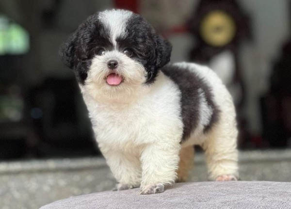 Điều kiện sống và môi trường phù hợp cho Poodle bò sữa