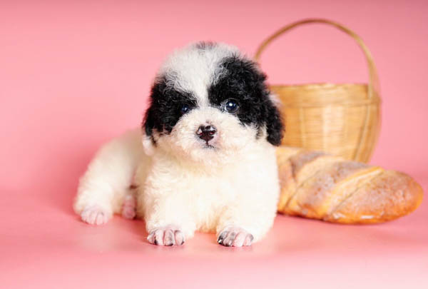 Hướng dẫn chăm sóc lông và vệ sinh cho Poodle bò sữa