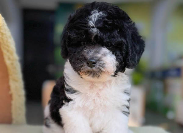 Giá bán, chi phí nuôi và địa chỉ mua bán Poodle bò sữa uy tín
