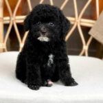 Tổng quan về chó Poodle đen