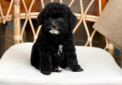 Tổng quan về chó Poodle đen