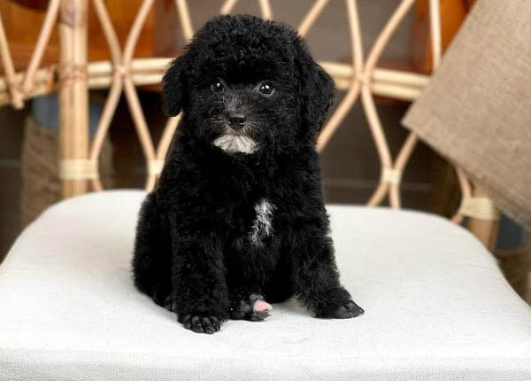 Tổng quan về chó Poodle đen