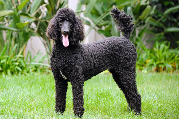 Đặc điểm ngoại hình của chó Poodle đen