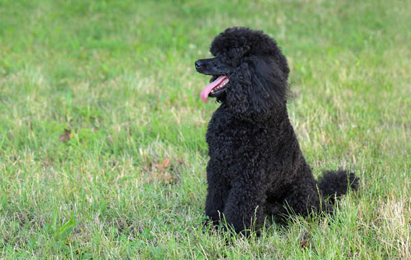 Tính cách và đặc điểm hành vi của chó Poodle đen