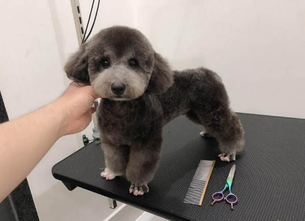 Cách chăm sóc chó Poodle đen