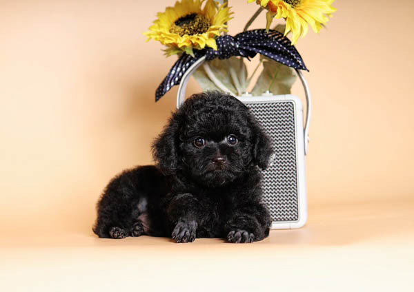 Mua và nuôi chó Poodle đen