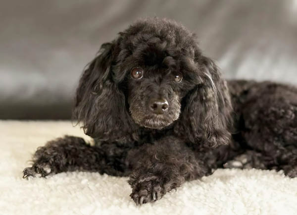 Poodle đen làm thú cưng trong gia đình