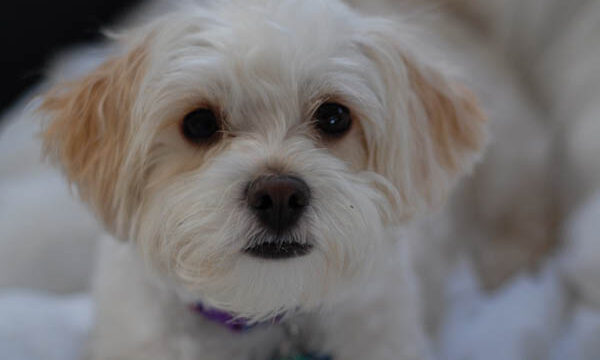 Giới thiệu về chó poodle lai