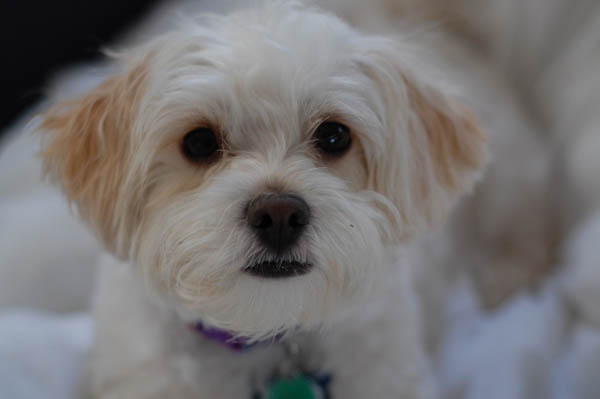 Giới thiệu về chó poodle lai