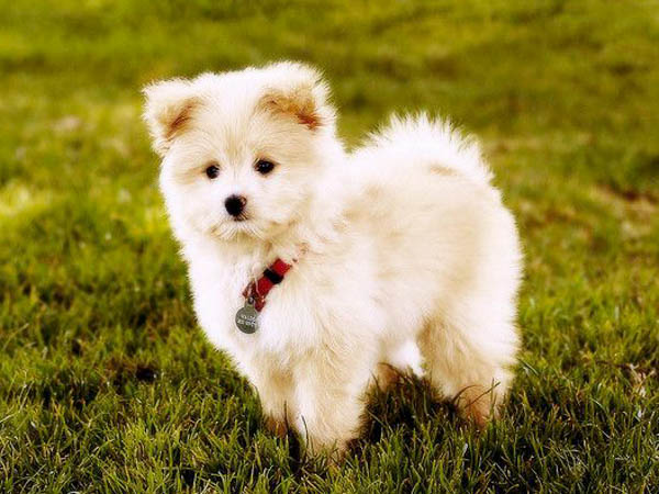 Poodle lai Phốc Sóc (Pomapoo)