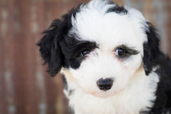 Poodle lai Nhật (Poochin)