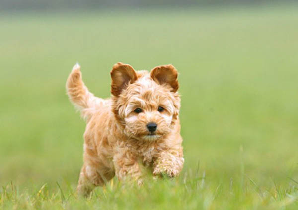 Giá thị trường cho các dòng chó poodle lai tại Việt Nam
