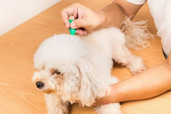 Hướng dẫn chăm sóc chó poodle lai đúng cách