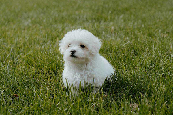 Giới thiệu tổng quan về giống chó Poodle