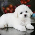 Đặc điểm nhận dạng chó Poodle màu trắng
