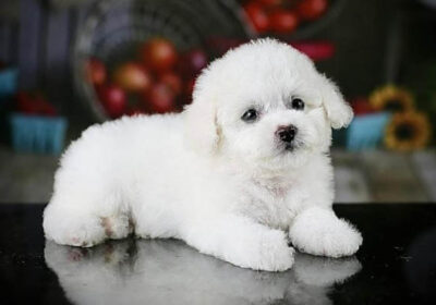 Đặc điểm nhận dạng chó Poodle màu trắng