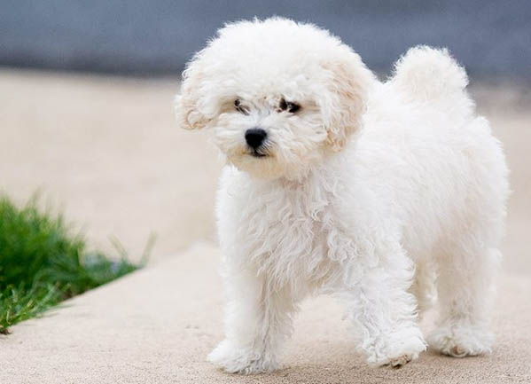 Tính cách và hành vi tiêu biểu của Poodle trắng