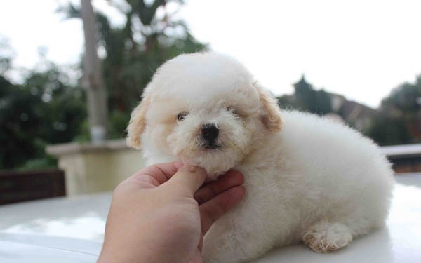 Kỹ thuật chăm sóc Poodle trắng hiệu quả
