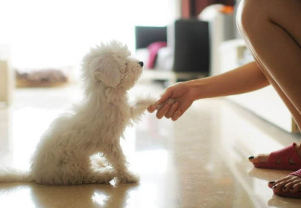 Huấn luyện Poodle trắng hiệu quả