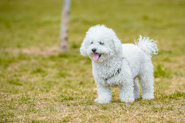 Kinh nghiệm nuôi Poodle trắng tại Việt Nam
