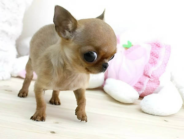 Chó Teacup Chihuahua