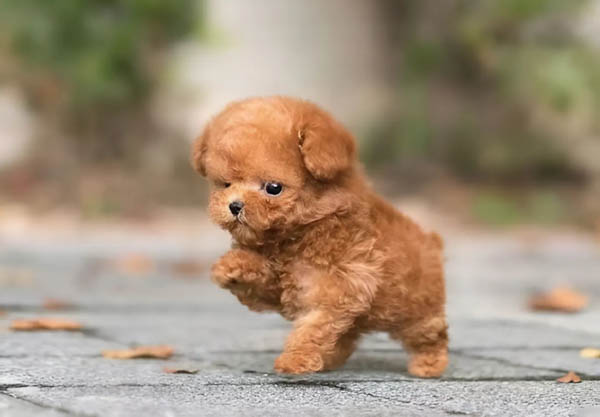 Chó Teacup Poodle