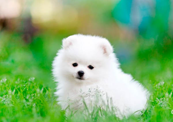 Chó Teacup Phốc Sóc (Pomeranian)