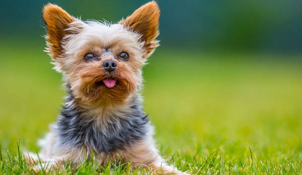 Chó Teacup Yorkshire Terrier