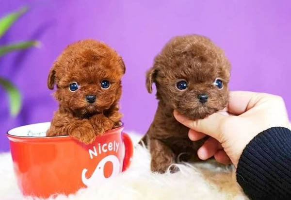 Chăm sóc sức khỏe cho chó Teacup
