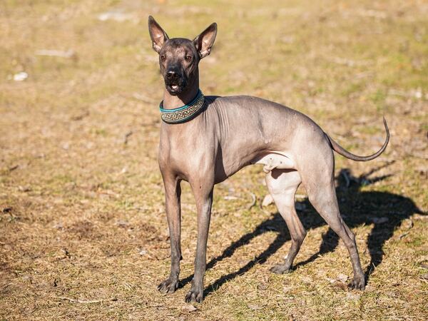 Tổng quan về chó Xoloitzcuintle