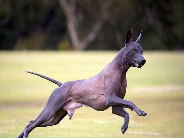 Chia sẻ kinh nghiệm từ người nuôi chó Xoloitzcuintle tại Việt Nam