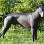 Khám phá vẻ đẹp cổ xưa - Chó xoloitzcuintle, linh hồn trung thành của Mexico
