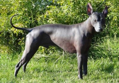 Khám phá vẻ đẹp cổ xưa - Chó xoloitzcuintle, linh hồn trung thành của Mexico