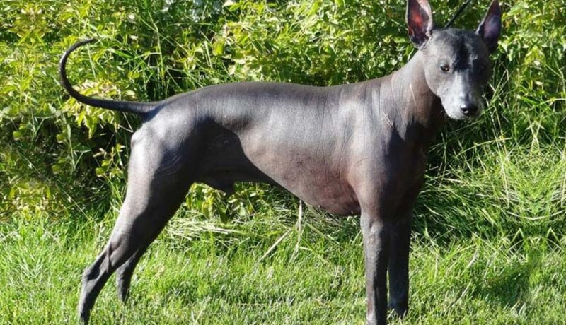 Khám phá vẻ đẹp cổ xưa - Chó xoloitzcuintle, linh hồn trung thành của Mexico