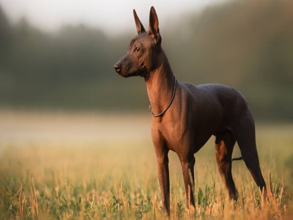 Đặc điểm nhận diện của chó Xoloitzcuintle