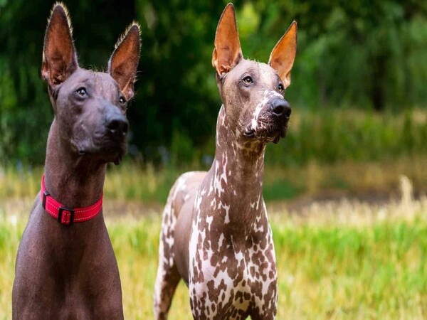 Phân biệt Xoloitzcuintle với các giống chó không lông khác