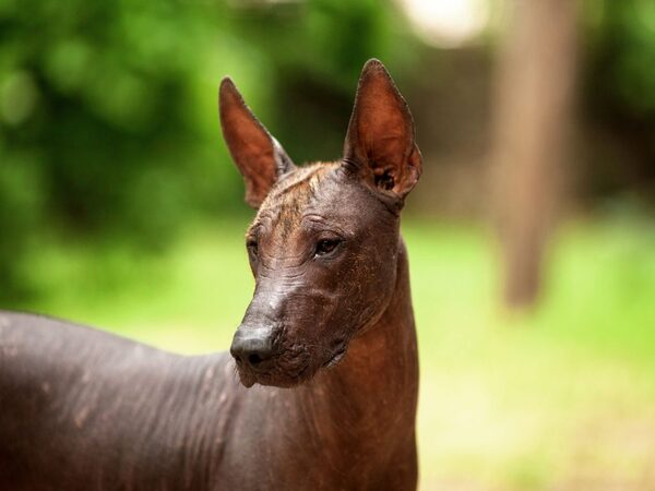 Chó Xoloitzcuintle trong văn hóa nghệ thuật