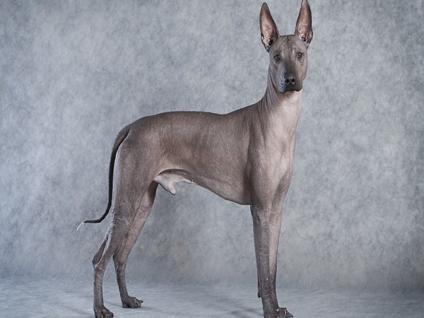 Cách nuôi dưỡng và chăm sóc chó Xoloitzcuintle